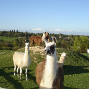 Sale of Ashdown Forest Llama Park 